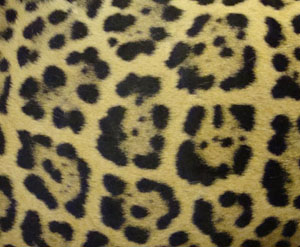 jaguar spots